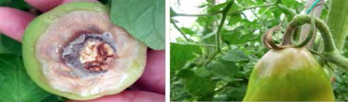 Botrytis cinera’ nın Domates meyve sapındaki ve meyvesindeki belirtileri.